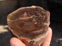 Polished Petrified Wood Branch Pieces x 3 From Gokwe, Zimbabwe