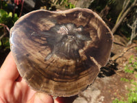 Polished Petrified Wood Branch Pieces x 3 From Gokwe, Zimbabwe