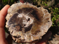 Polished Petrified Wood Branch Pieces x 3 From Gokwe, Zimbabwe