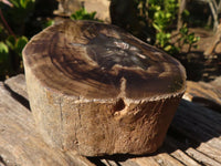 Polished Petrified Wood Branch Pieces x 3 From Gokwe, Zimbabwe