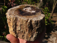 Polished Petrified Wood Branch Pieces x 3 From Gokwe, Zimbabwe