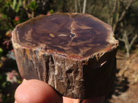 Polished Petrified Wood Branch Pieces x 3 From Gokwe, Zimbabwe