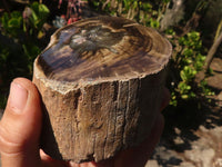 Polished Petrified Wood Branch Pieces x 3 From Gokwe, Zimbabwe