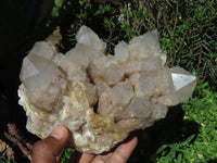 Natural Smokey Phantom Cluster x 1 From Lwena, Congo - TopRock