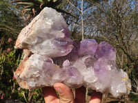 Natural Jacaranda Amethyst Clusters x 2 From Zambia