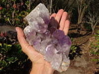 Natural Jacaranda Amethyst Clusters x 2 From Zambia