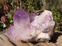 Natural Jacaranda Amethyst Clusters x 2 From Zambia