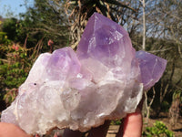 Natural Jacaranda Amethyst Clusters x 2 From Zambia