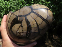 Polished Septerye Sauvage "Dragons Egg" Geode  x 1 From Mahajanga, Madagascar - TopRock