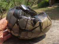 Polished Extra Large Septerye Sauvage Dragons Egg x 1 From Mahajanga, Madagascar - TopRock