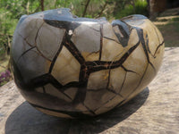 Polished Extra Large Septerye Sauvage Dragons Egg x 1 From Mahajanga, Madagascar - TopRock