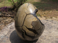 Polished Extra Large Septerye Sauvage Dragons Egg x 1 From Mahajanga, Madagascar - TopRock