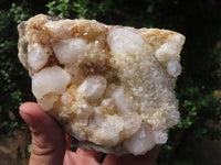 Natural Spirit Cactus Quartz Specimens  x 2 From Boekenhouthoek, South Africa - TopRock