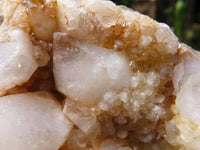 Natural Spirit Cactus Quartz Specimens  x 2 From Boekenhouthoek, South Africa - TopRock