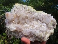 Natural Spirit Cactus Quartz Specimens  x 2 From Boekenhouthoek, South Africa - TopRock