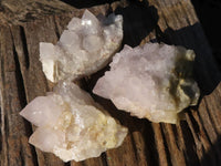 Natural White Cactus Flower Spirit Quartz Specimens x 6 From Boekenhouthoek, South Africa