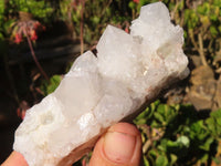 Natural White Cactus Flower Spirit Quartz Specimens x 6 From Boekenhouthoek, South Africa