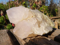 Natural White Cactus Flower Spirit Quartz Specimens x 6 From Boekenhouthoek, South Africa