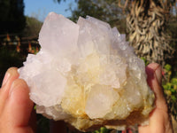 Natural White Cactus Flower Spirit Quartz Specimens x 6 From Boekenhouthoek, South Africa