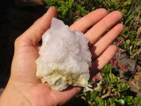 Natural White Cactus Flower Spirit Quartz Specimens x 6 From Boekenhouthoek, South Africa