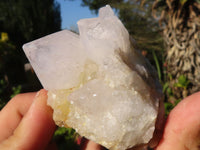 Natural White Cactus Flower Spirit Quartz Specimens x 6 From Boekenhouthoek, South Africa