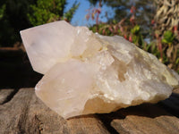 Natural White Cactus Flower Spirit Quartz Specimens x 6 From Boekenhouthoek, South Africa