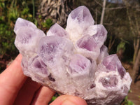 Natural Sugar Amethyst Clusters  x 6 From Solwezi, Zambia - Toprock Gemstones and Minerals 