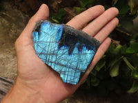 Polished One Side Polished Labradorite Slices  x 6 From Tulear, Madagascar - TopRock