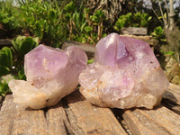 Natural Jacaranda Amethyst Clusters  x 6 From Mumbwa, Zambia - Toprock Gemstones and Minerals 