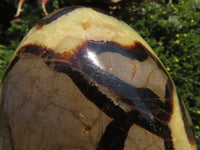 Polished Septerye Standing Free Form x 1 From Mahajanga, Madagascar - TopRock