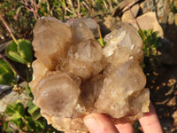 Natural Cascading Smokey Quartz Clusters x 2 From Luena, Congo