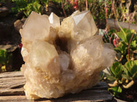 Natural Cascading Smokey Quartz Clusters x 2 From Luena, Congo