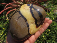 Polished Septerye Standing Free Form x 1 From Mahajanga, Madagascar - TopRock