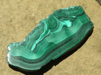 Polished Malachite Slices With Stunning Flower & Banding Patterns  x 12 From Congo - TopRock