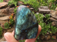 Polished Small Labradorite Standing Free Forms With Blue & Gold Flash x 12 From Tulear, Madagascar - TopRock