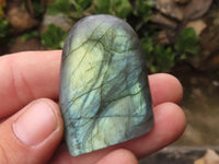 Polished Small Labradorite Standing Free Forms With Blue & Gold Flash x 12 From Tulear, Madagascar - TopRock