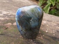 Polished Small Labradorite Standing Free Forms With Blue & Gold Flash x 12 From Tulear, Madagascar - TopRock