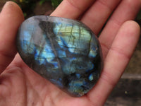 Polished Small Labradorite Standing Free Forms With Blue & Gold Flash x 12 From Tulear, Madagascar - TopRock