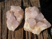 Natural White Cactus Flower Spirit Quartz Specimens  x 2 From Boekenhouthoek, South Africa - Toprock Gemstones and Minerals 