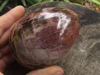 Polished Petrified Red Podocarpus Wood Eggs x 2 From Madagascar - TopRock