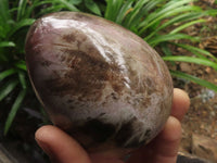 Polished Petrified Red Podocarpus Wood Eggs x 2 From Madagascar - TopRock