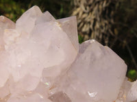 Natural White Cactus Flower Spirit Quartz Specimens  x 2 From Boekenhouthoek, South Africa - Toprock Gemstones and Minerals 