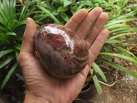 Polished Petrified Red Podocarpus Wood Eggs x 2 From Madagascar - TopRock