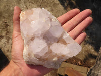 Natural White Cactus Flower Spirit Quartz Specimens  x 2 From Boekenhouthoek, South Africa - Toprock Gemstones and Minerals 