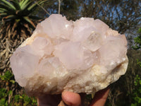 Natural White Cactus Flower Spirit Quartz Specimens  x 2 From Boekenhouthoek, South Africa - Toprock Gemstones and Minerals 