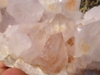 Natural White Cactus Flower Spirit Quartz Specimens  x 2 From Boekenhouthoek, South Africa - Toprock Gemstones and Minerals 