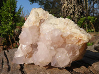 Natural White Cactus Flower Spirit Quartz Specimens  x 2 From Boekenhouthoek, South Africa - Toprock Gemstones and Minerals 