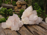 Natural White Spirit Cactus Quartz Clusters  x 6 From Boekenhouthoek, South Africa - Toprock Gemstones and Minerals 