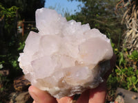 Natural White Cactus Flower Spirit Quartz Specimens  x 6 From Boekenhouthoek, South Africa - Toprock Gemstones and Minerals 