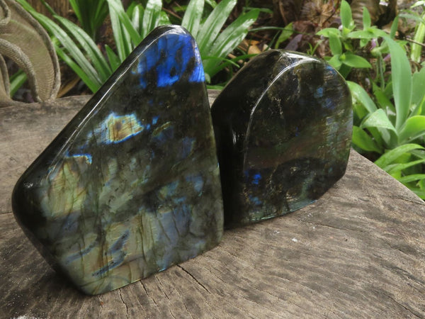 Polished Labradorite Standing Free Forms With Blue & Gold Flash  x 2 From Tulear, Madagascar - TopRock